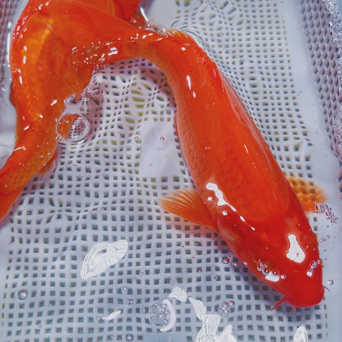 锦鲤锦鲤观赏鱼冷水16-18 2红