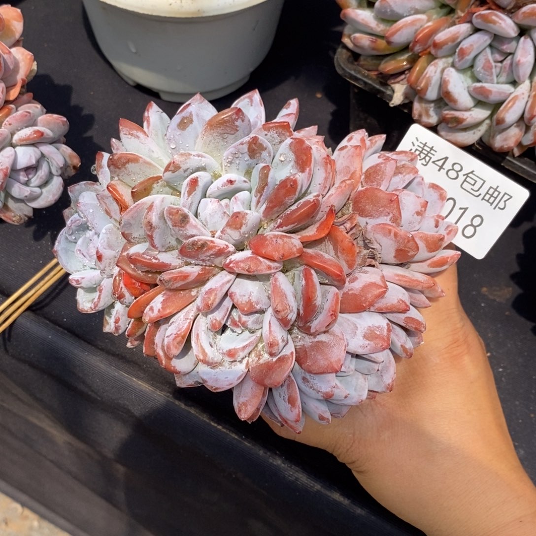 夏悦多肉901-18石榴籽