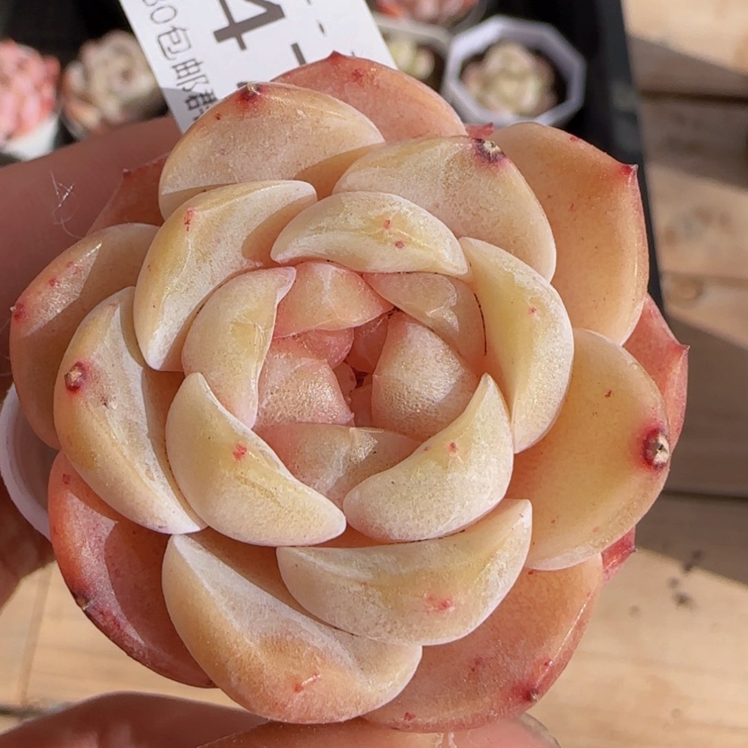 纯爱单头一颗脱土发货