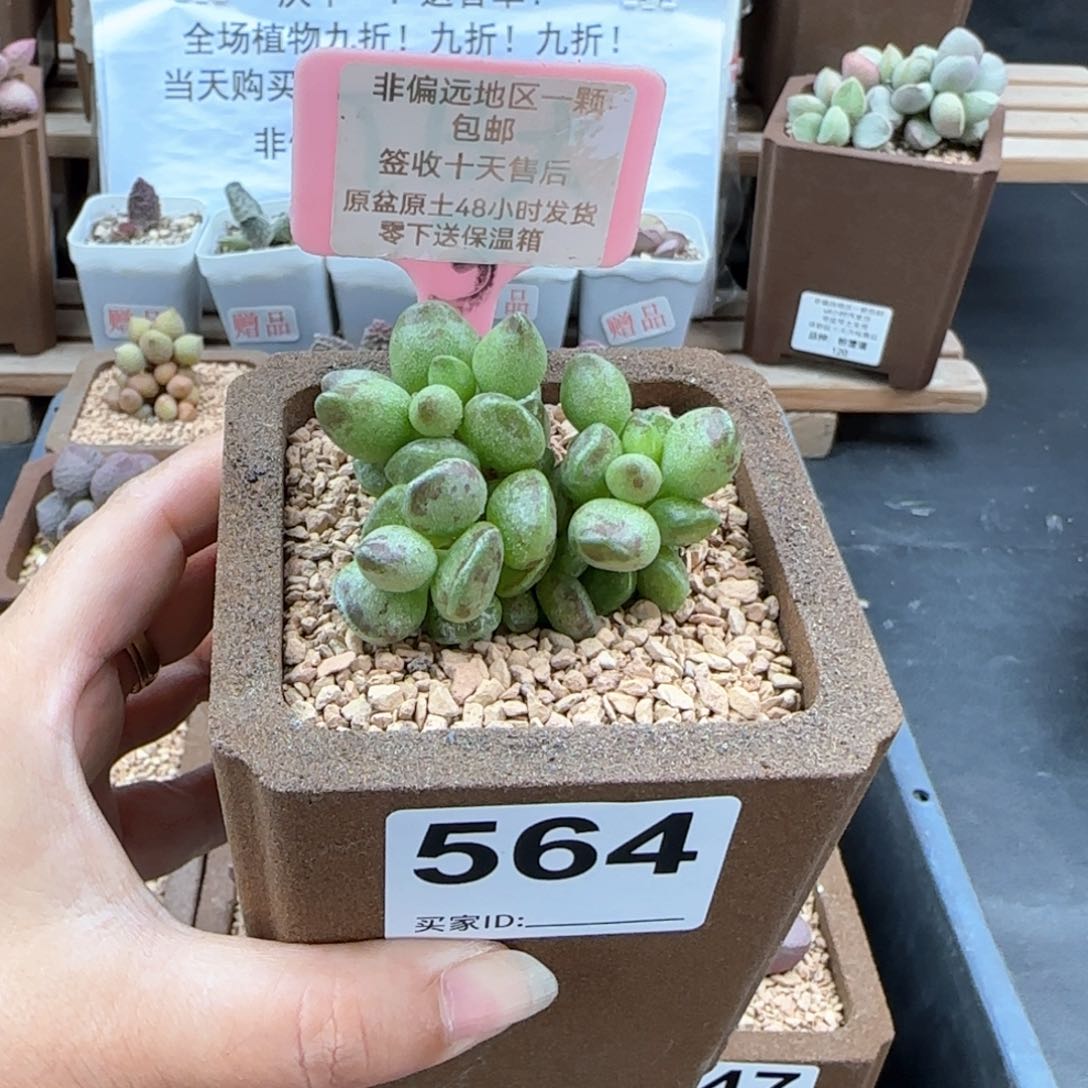 564鼓槌多肉植物
