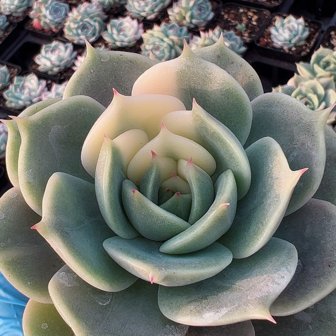 摆****星贝加尔湖锦，多肉植物