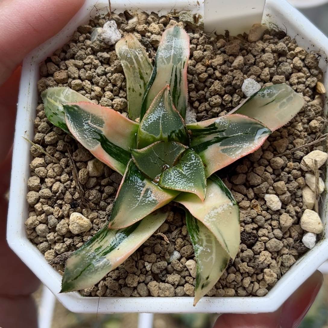 475火焰山克锦哈哈哈哈哈