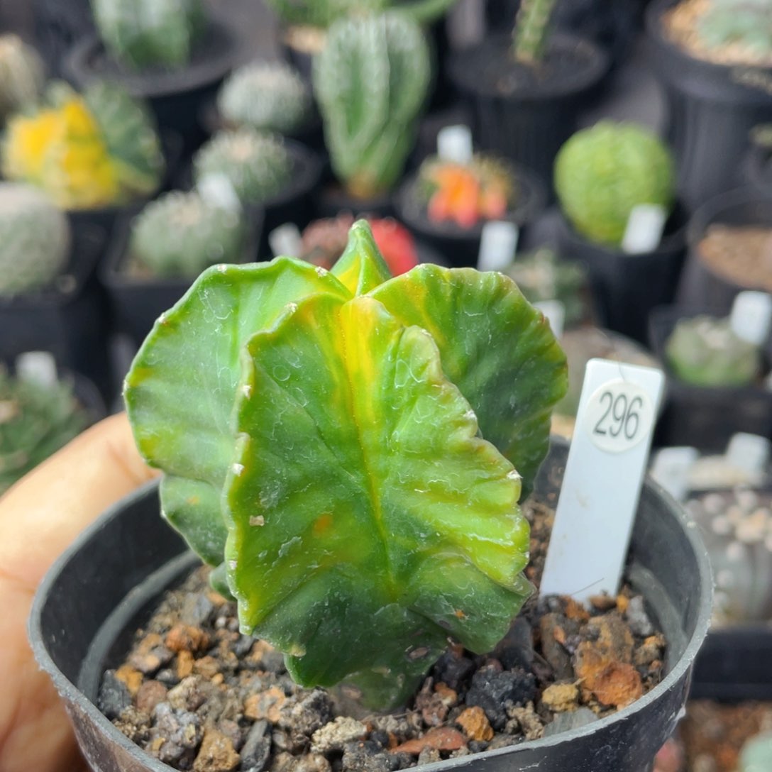 仙人球满28包邮盆口径5公分红叶