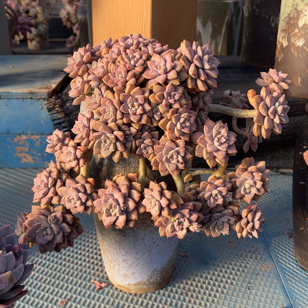 阿伦培带盆走物流自理