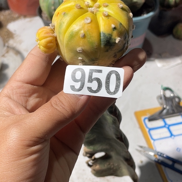 三角架街950号，西安人球都紧