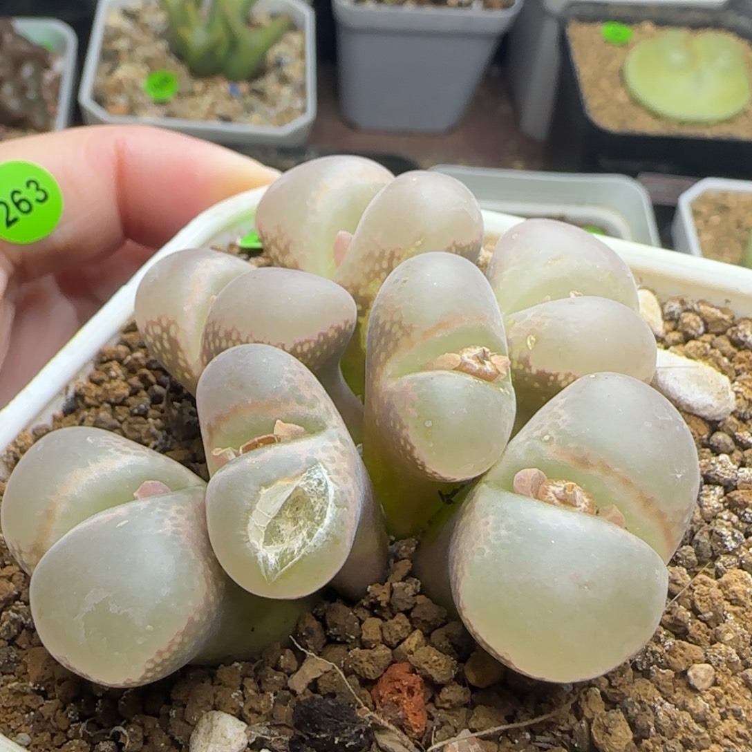 漂漂亮亮多肉植物517