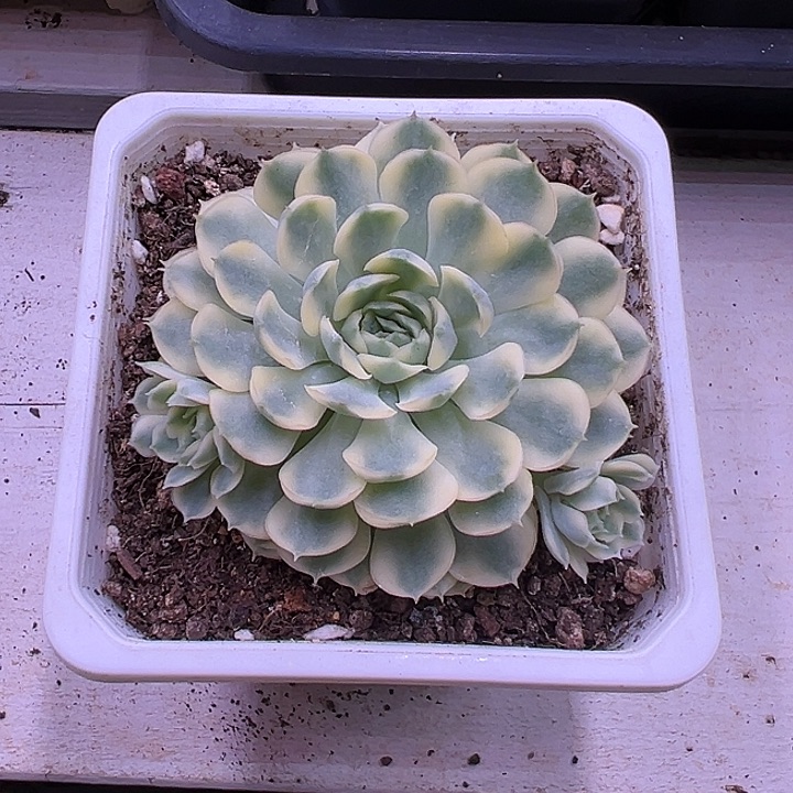 梦幻玫瑰锦多肉植物