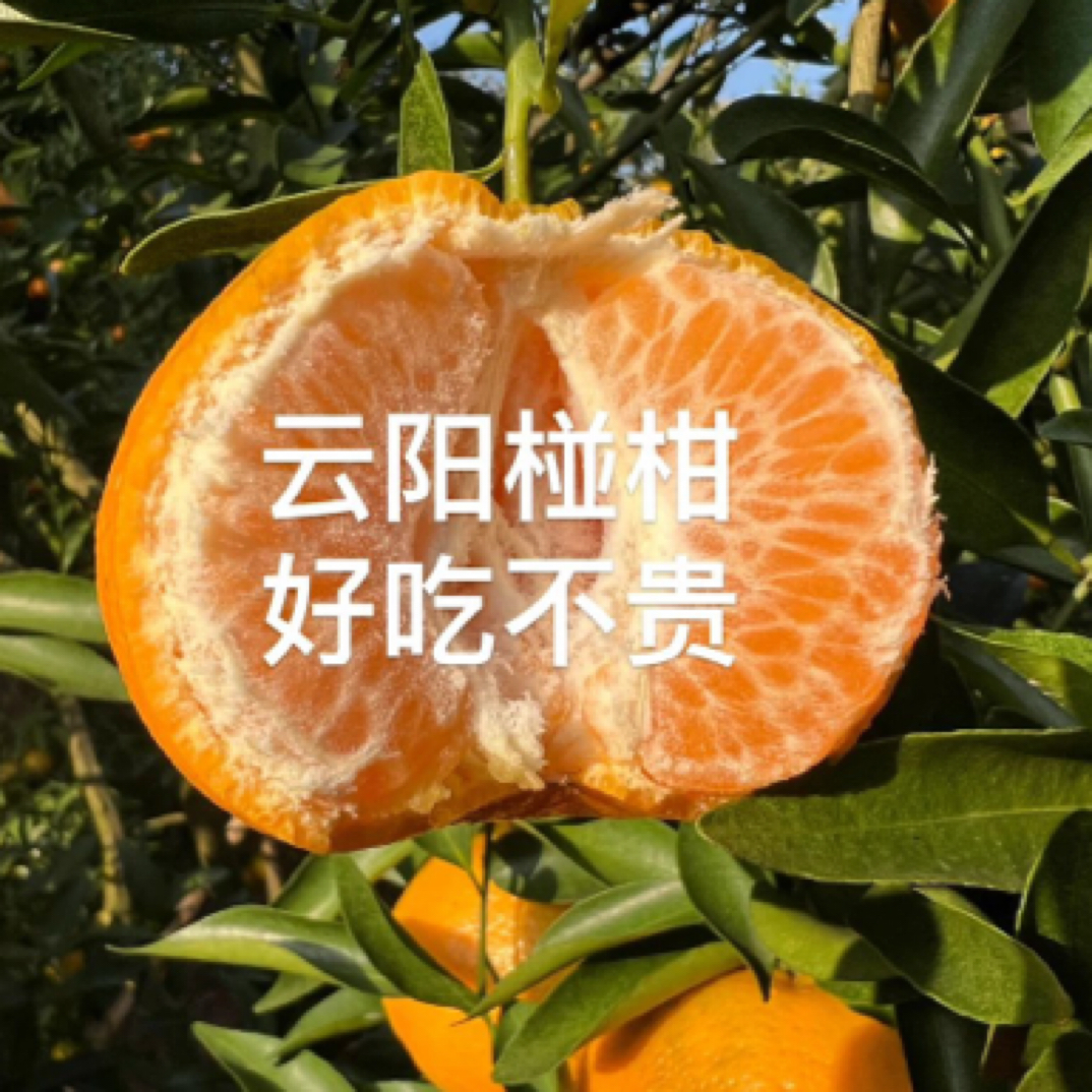 云阳本地老品种椪柑 沙地椪柑 顺丰包邮 纯甜无酸