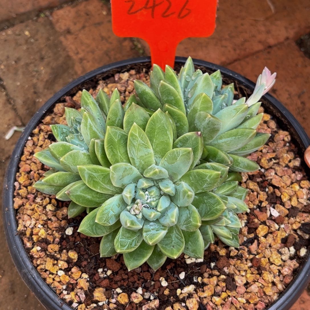 2426号上午多肉植物群生多肉
