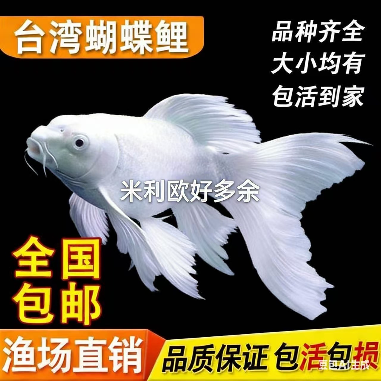 纯种蝴蝶鲤精品短球石膏白色观赏鱼养鱼饲养活体发货养殖耐活混养
