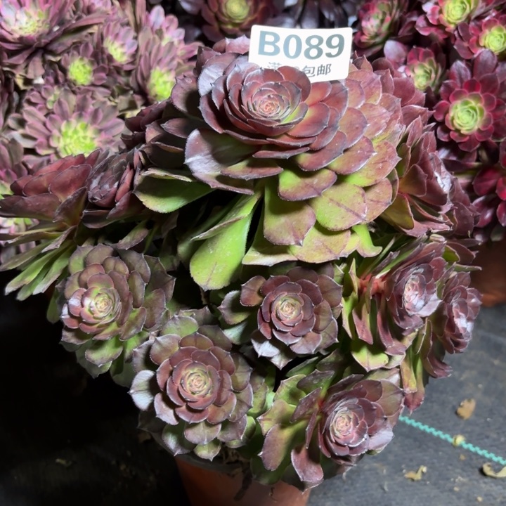 瑞妈一物一拍089