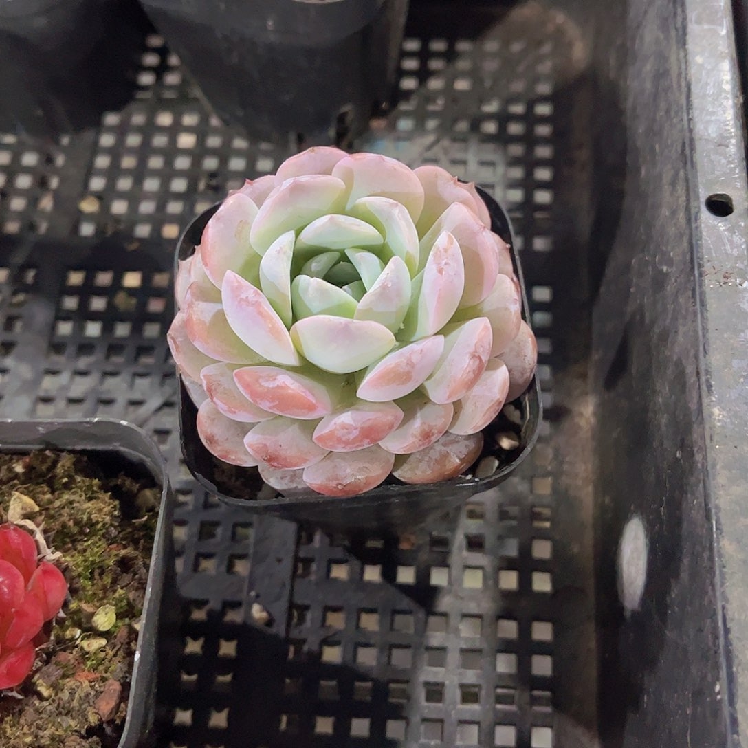 恩宠多肉植物多肉