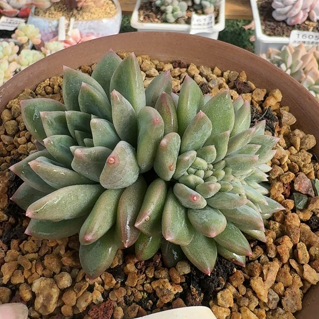 1512一物一拍（满28包邮）