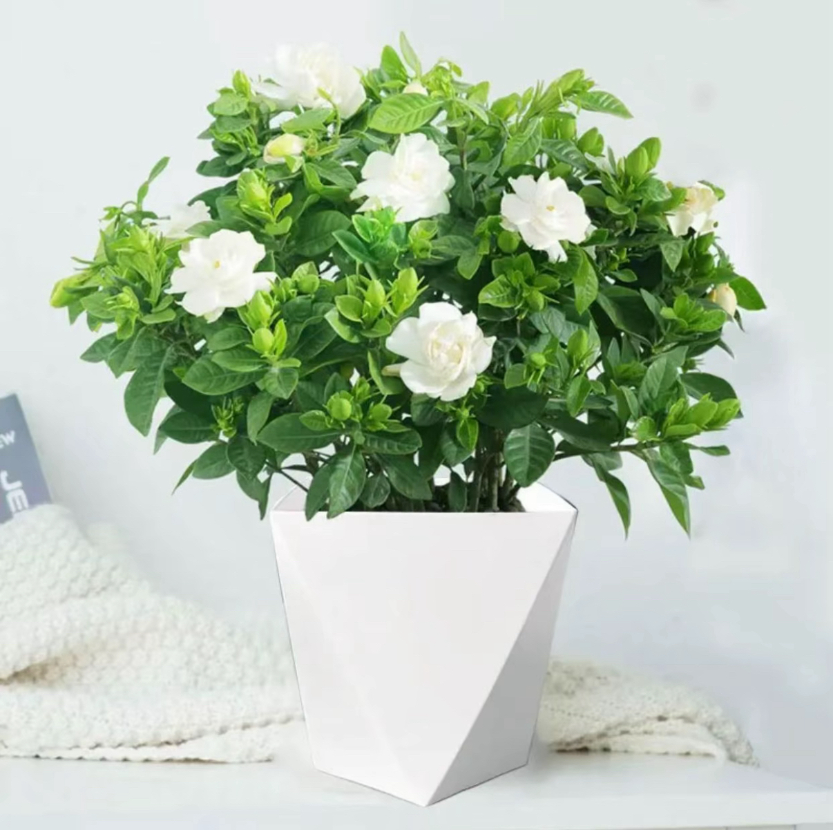 【带花盆栀子花】花卉植物四季开花好养绿植室内盆栽水培土培易活