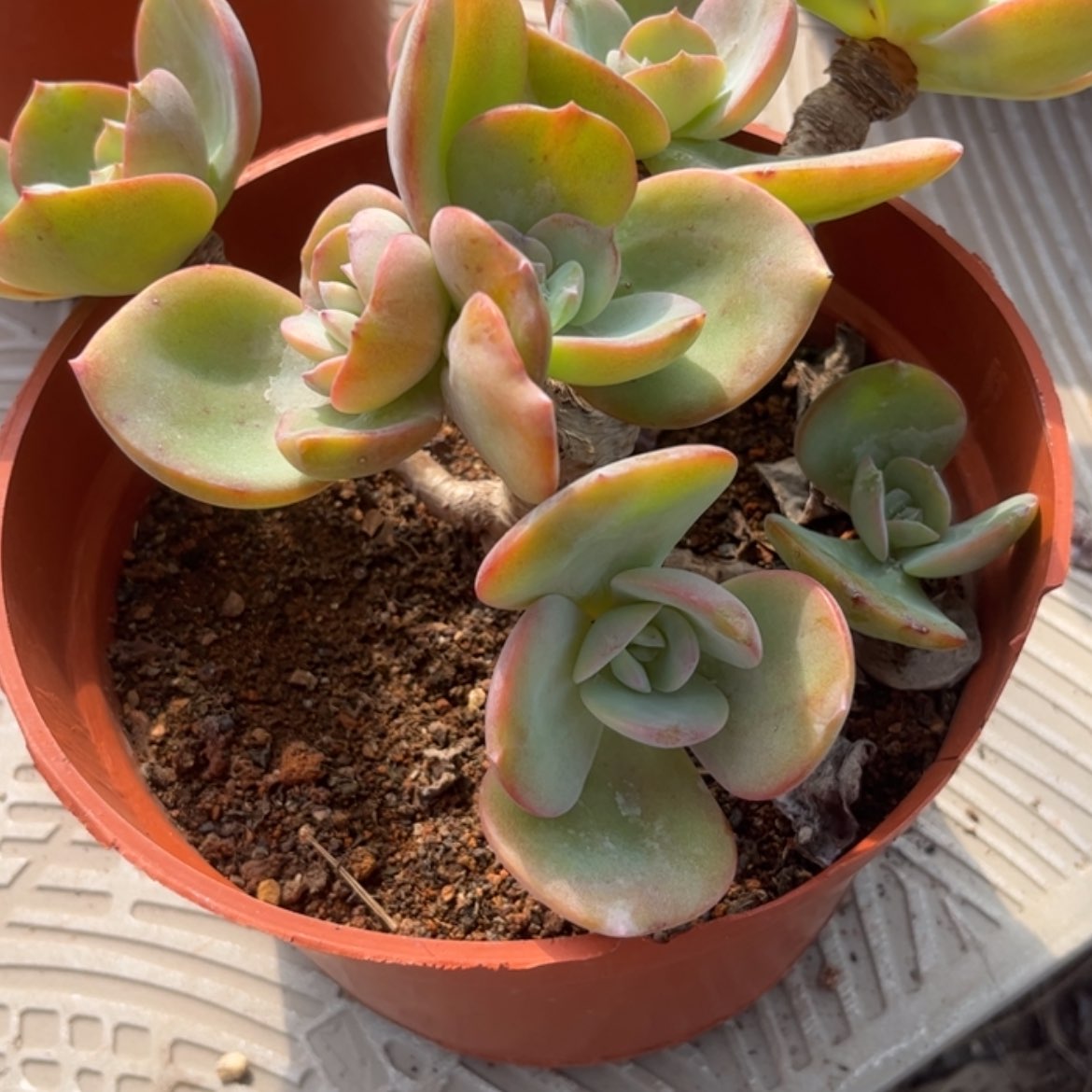 【闪购商品】无花朵?****g