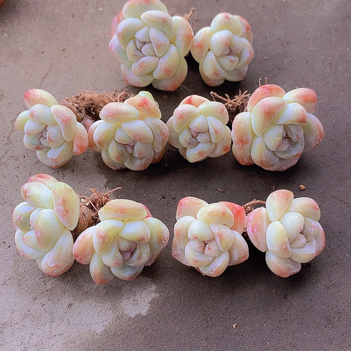 一物一拍，福利粗腿短圆肥双头冰玉5颗