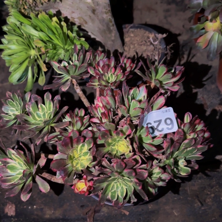 629霁月多肉植物不售后