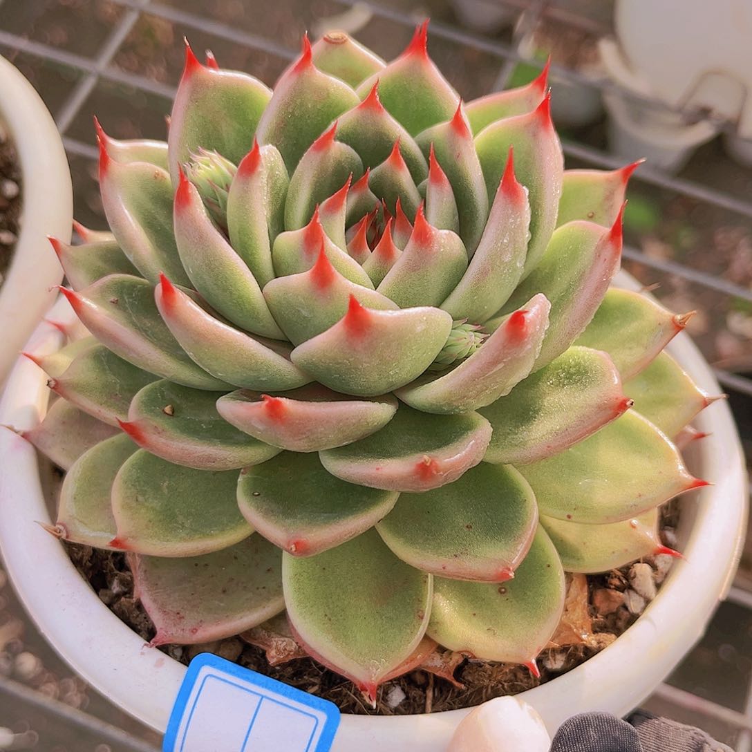 托斯卡12公分999999999