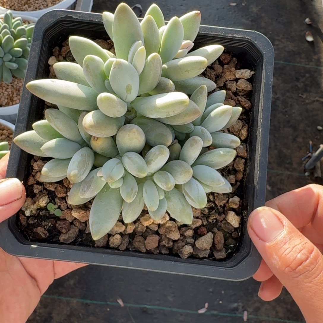 白兰地 7头  一物一拍