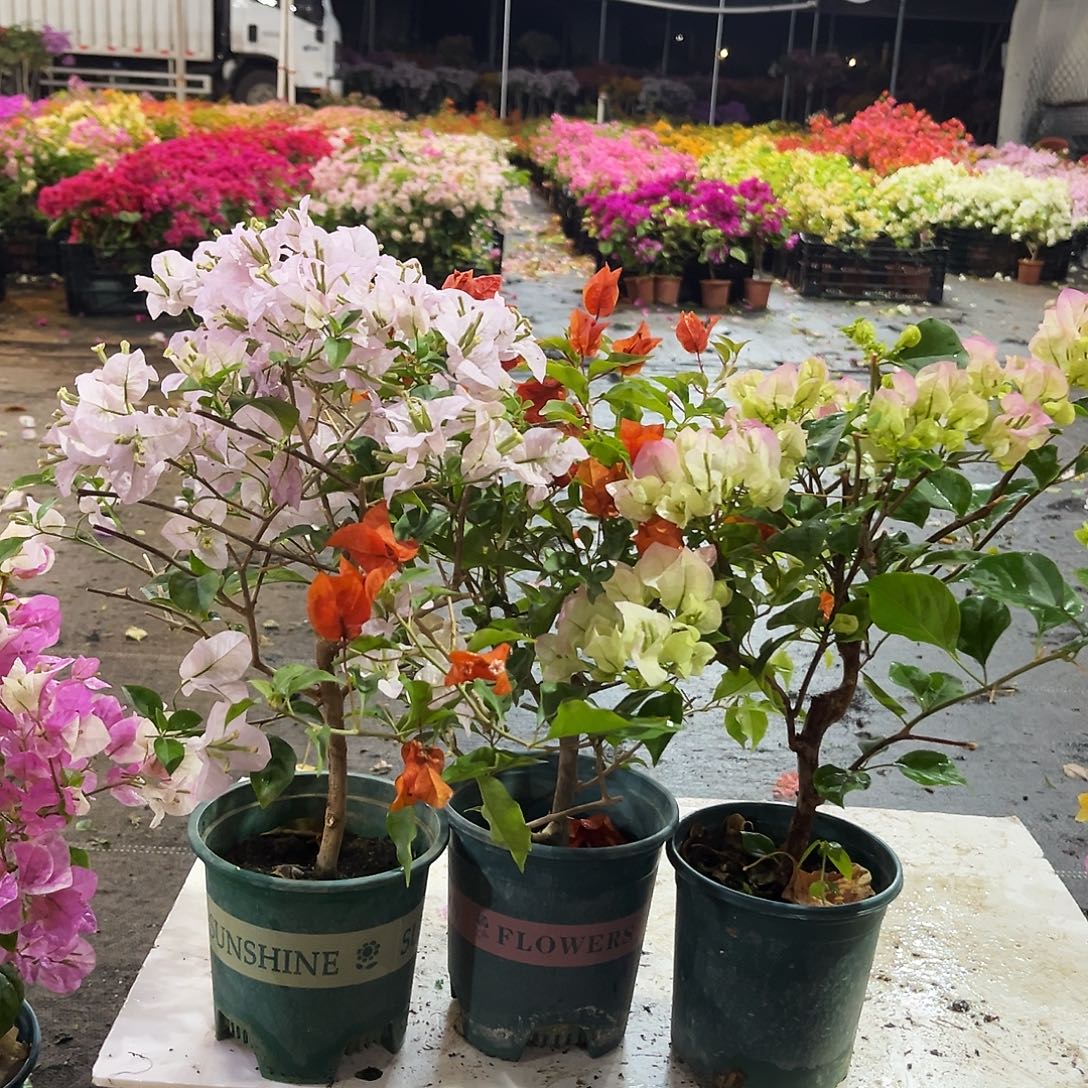 大部分花苞少量开放苹果花，红桑巴，绿樱
