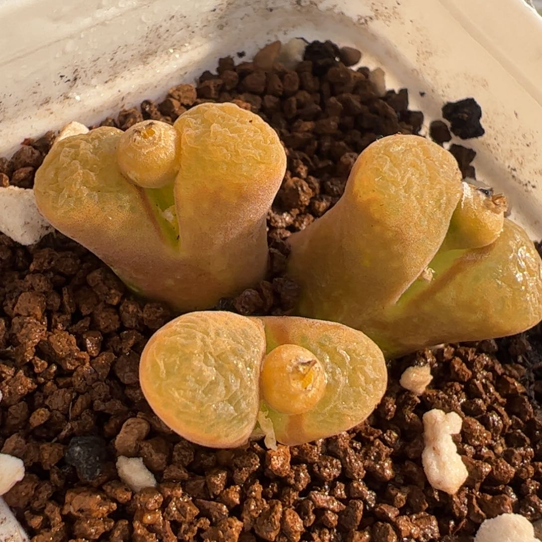 812多肉植物百科