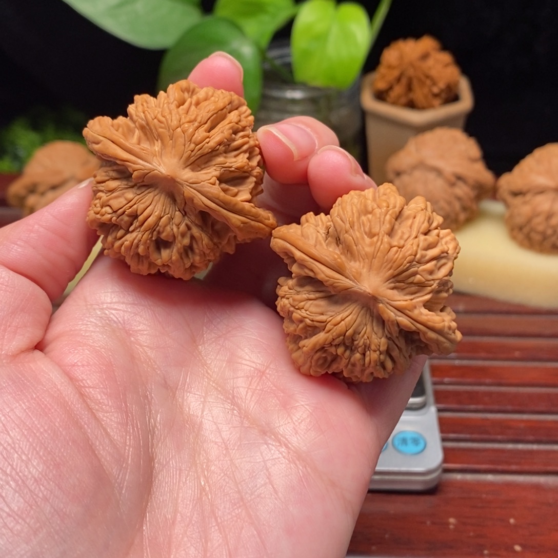 核桃43全品狮虎兽