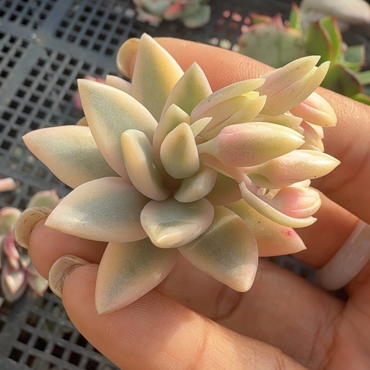 花剑美人锦腹轮锦