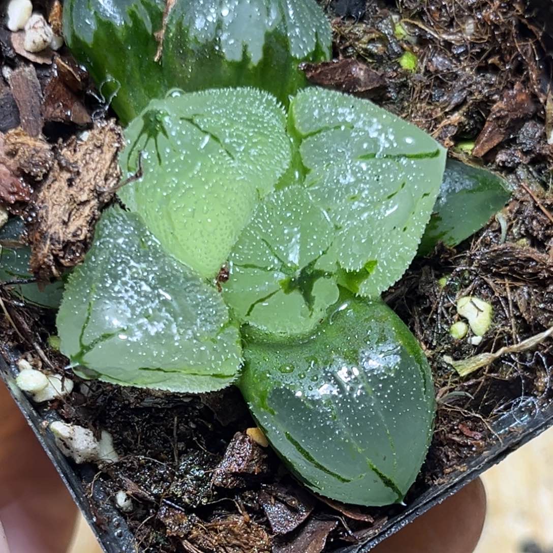 恭喜发财大吉大利0100