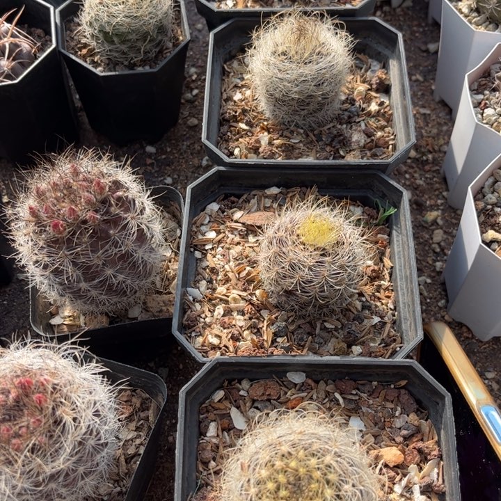 实生混乱玉好养皮实