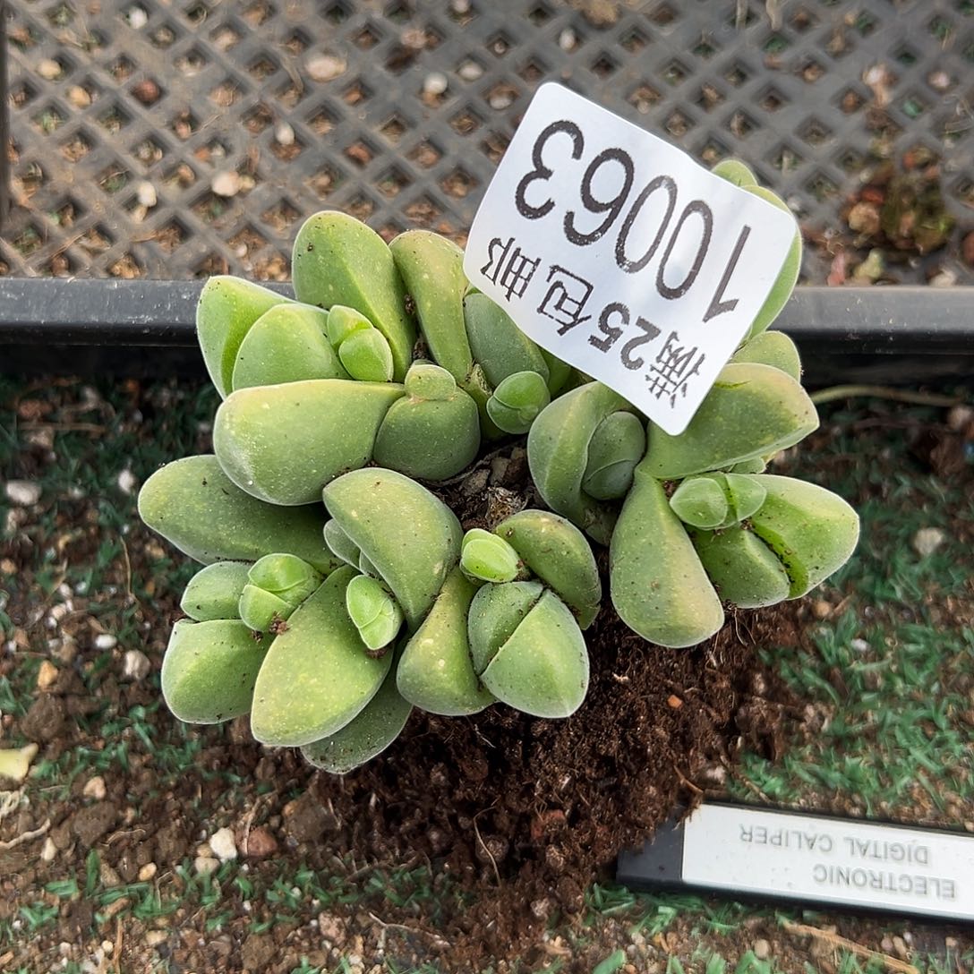 无比玉，063，一物一拍