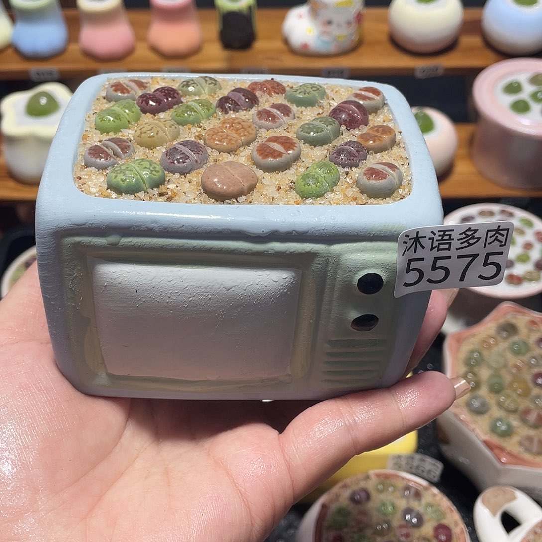 带盆土植物 一物一拍5575