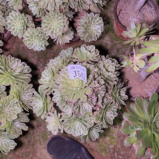 541碧浪多肉植物