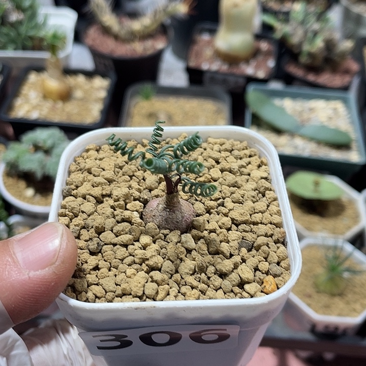 7***7306GL蚊香弹簧草，