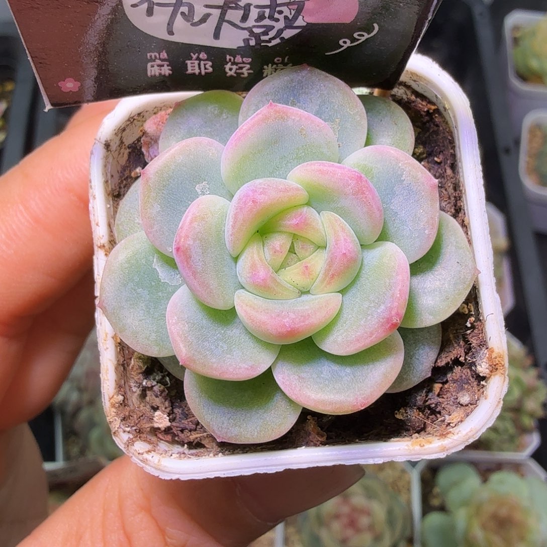 西米露单头多肉植物