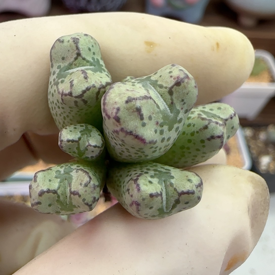 152日系大春传福利