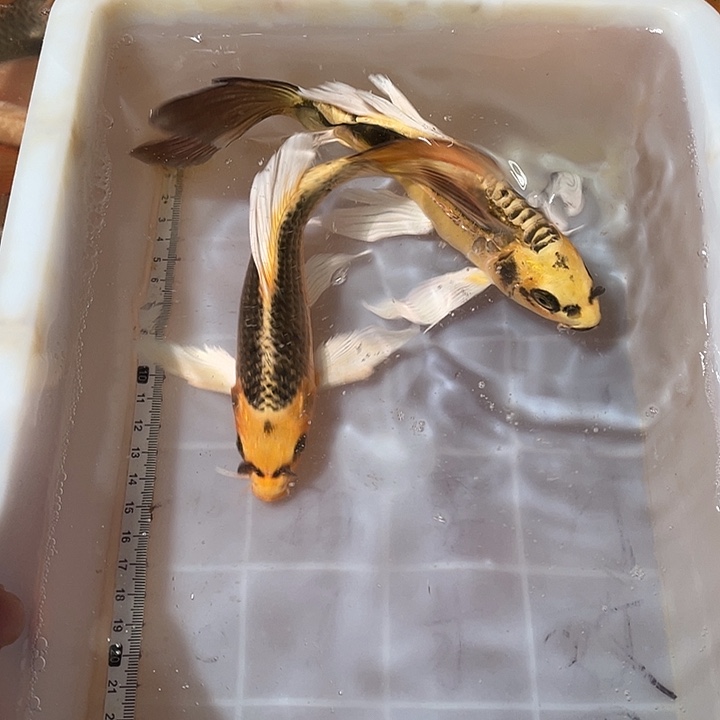 蝴蝶鲤鱼渔场直发55