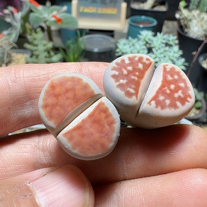 734生石花2个一份脱土发货