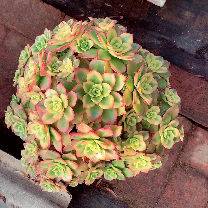 艳日辉，多肉植物