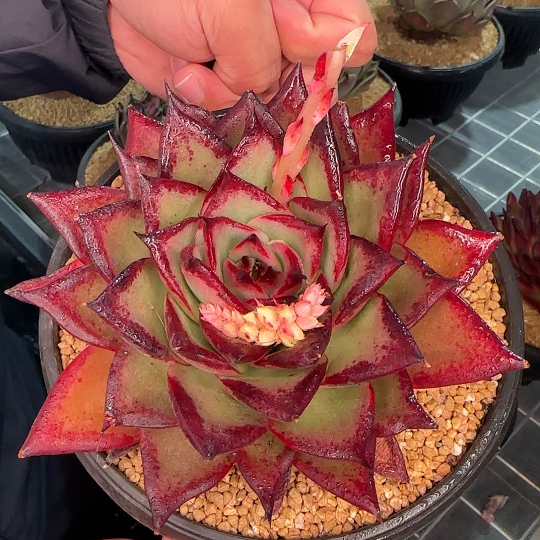 从前慢甄选多肉编号麦比乌斯