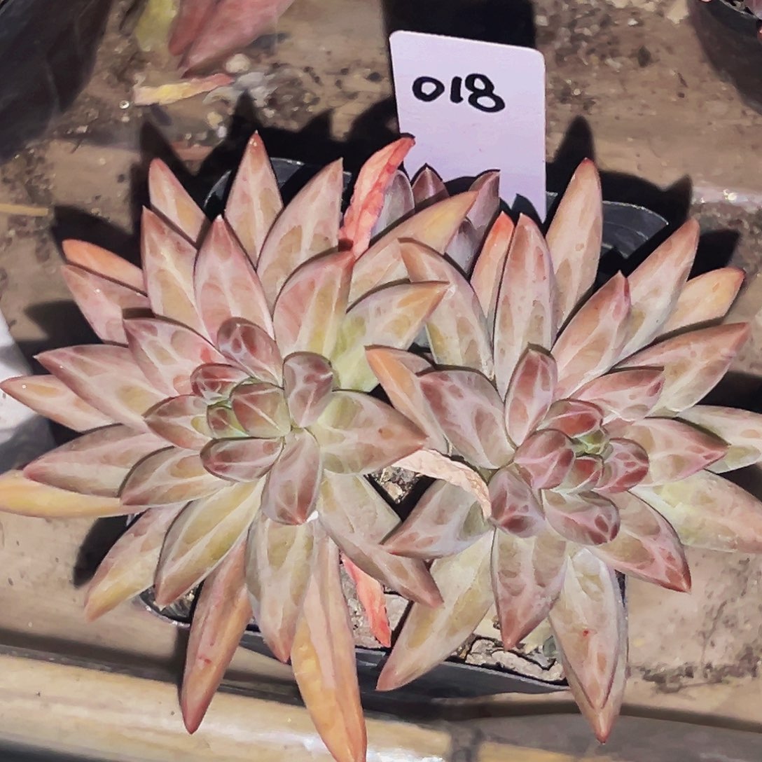 桔云多肉美人精品系列