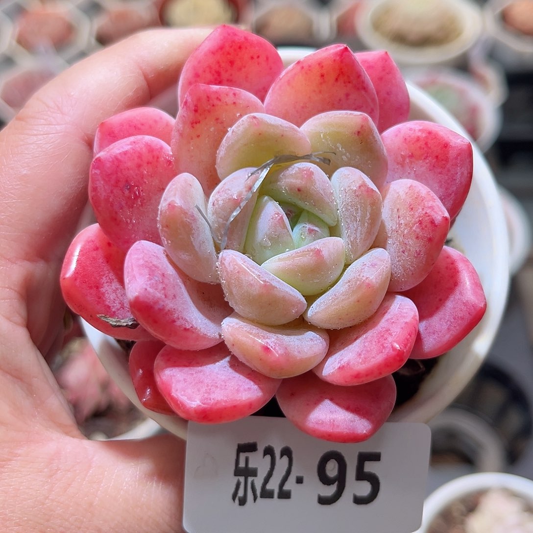 乐22-95 白冰单头 