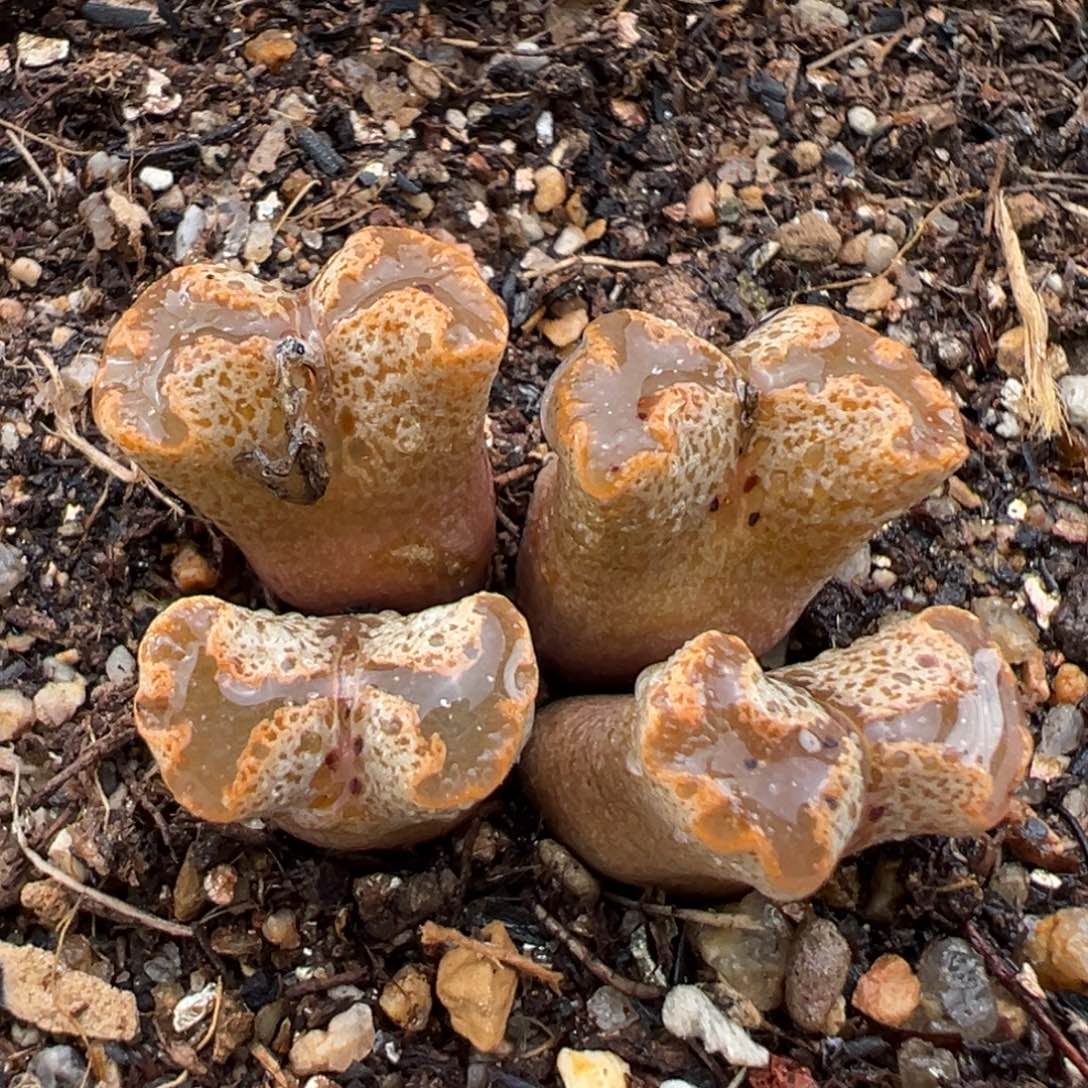 1.27好看的多肉929