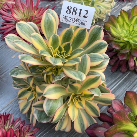 灿烂多肉多肉8812