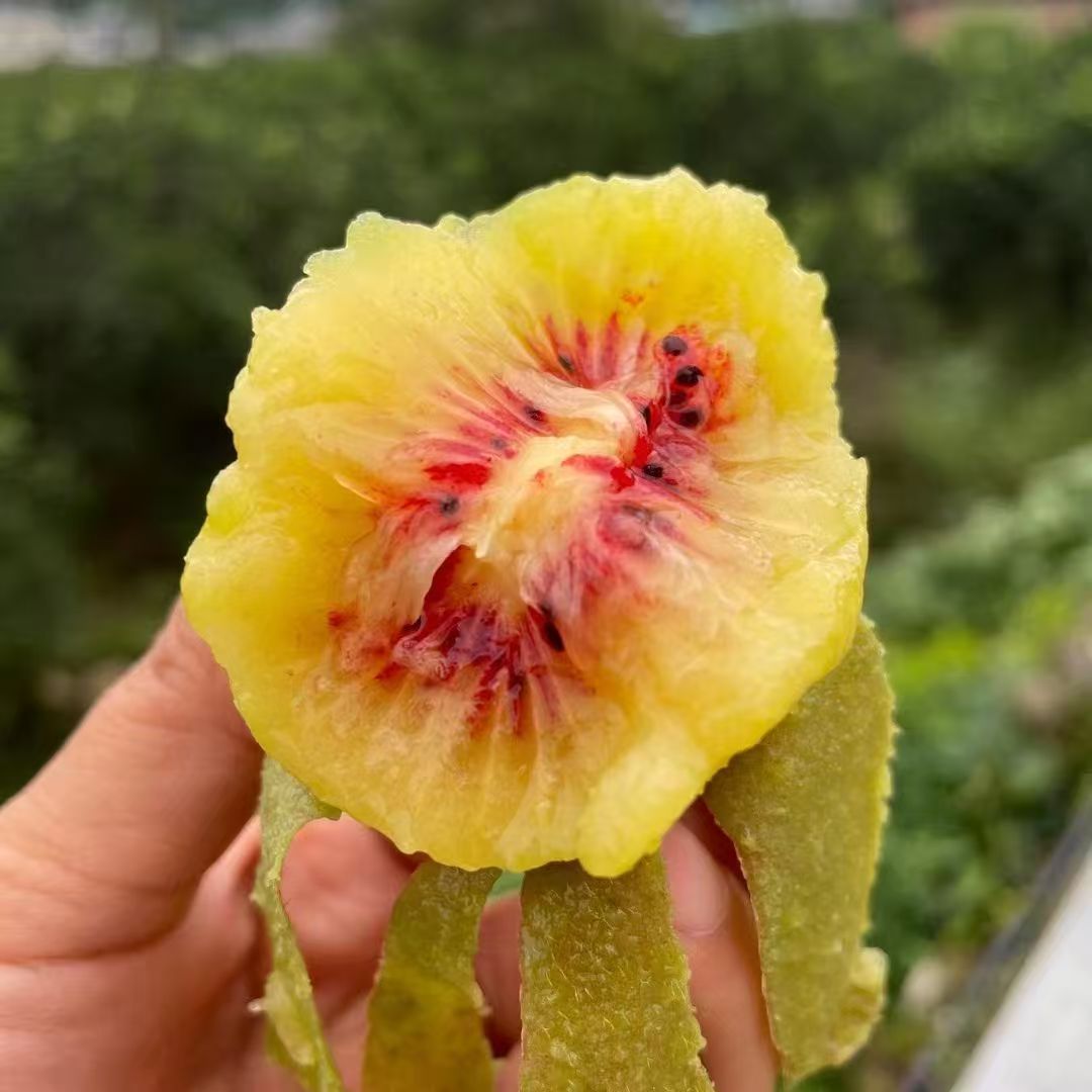 湖南麻阳红心猕猴桃湘西新鲜水果纯甜口感高山种植奇异果果园直发