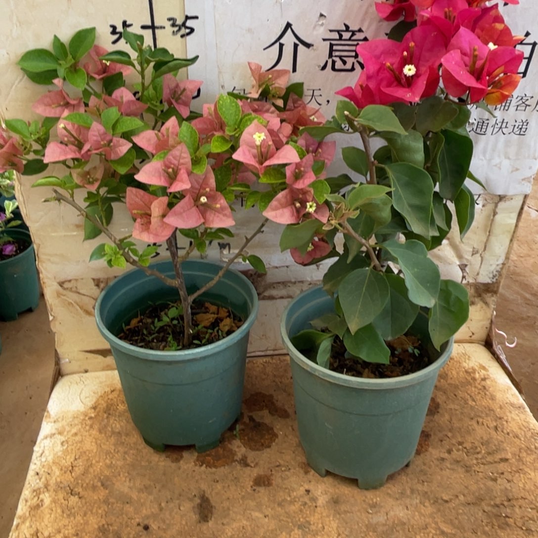 当前无花朵，栽培后可花朵2h2