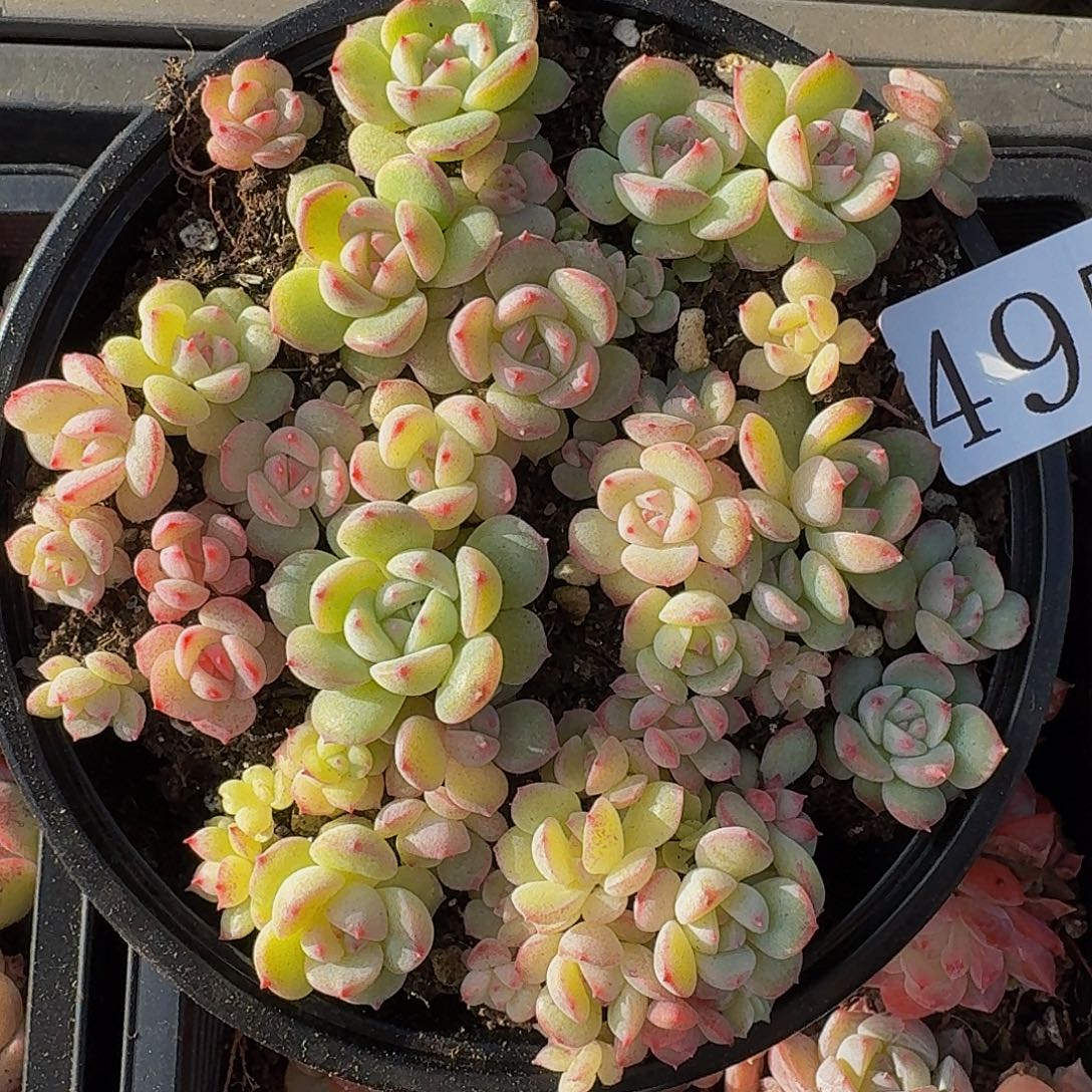 多肉植物多肉植物495