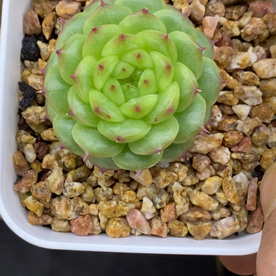 精品多肉一物一拍不包整47