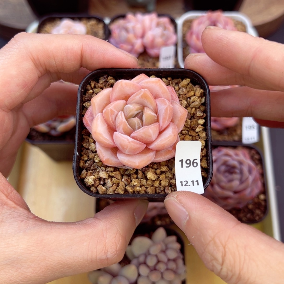 好好看196、哈哈哈哈