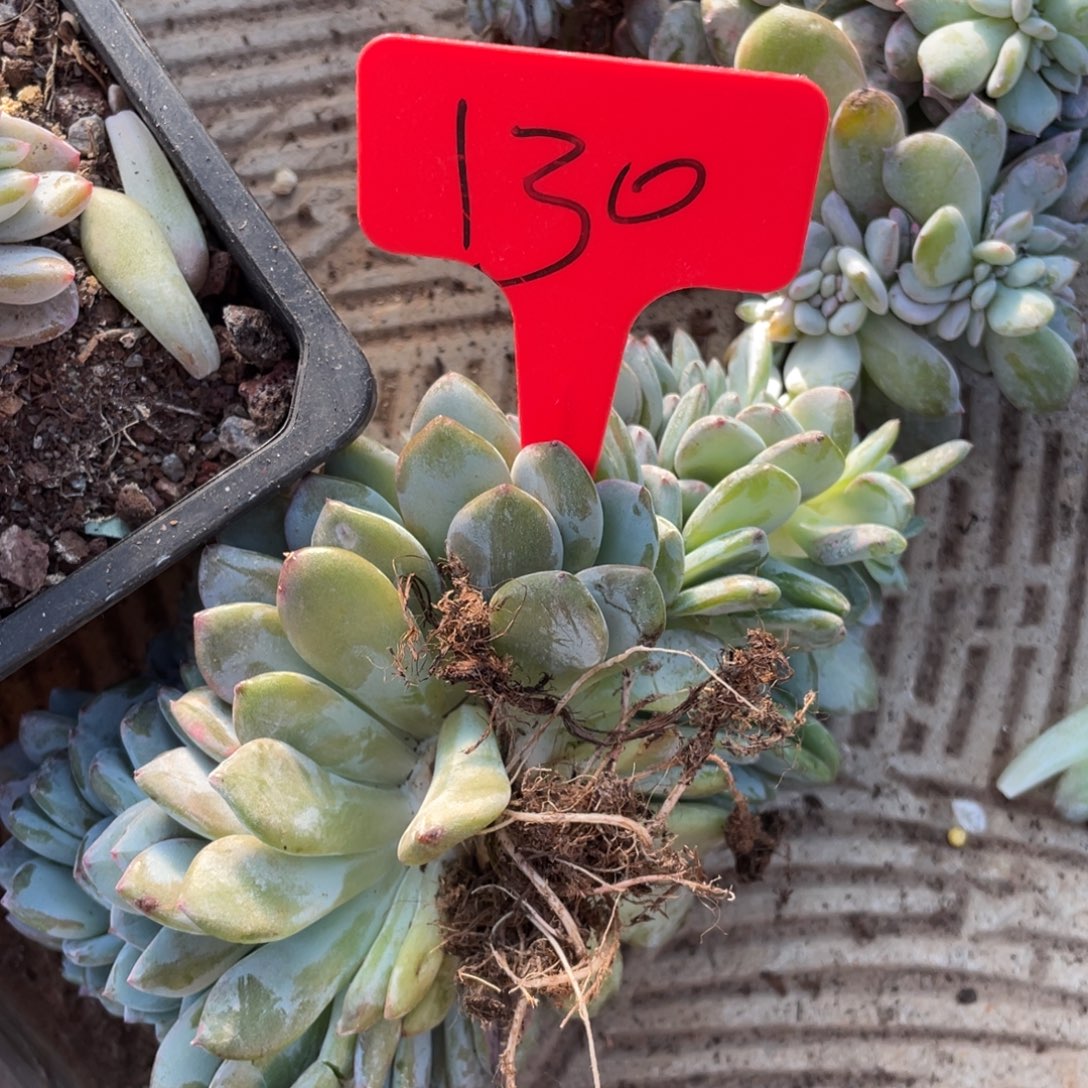 130号星影缀化多头