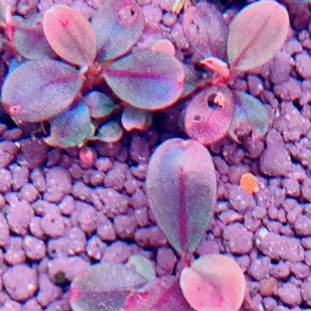 无花朵辣椒榕葡萄圆海